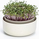 Urbalive Duża Misa na Kiełki, 16 cm, do Kiełków, Nasion Rzeżuchy, Mikrozielonych - Designerskie Sitko z Wysokiej Jakości Tworzywa Sztucznego, Pojemnik na Kiełki, Urządzenie do Kiełkowania