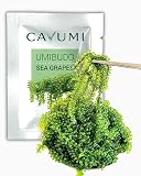 CAVUMI Sea Grapes 20 g / gąsienice morskie jako przekąska z alg / suszone algi morskie / Umibudo jako chrupiący zielony kawior