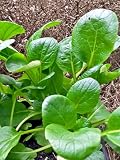 Komatsuna (Brassica rapa var. perviridis) 300 nasion Japoński szpinak gorczycowy