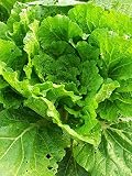 Kapusta pekińska 'Wong Bok' (Brassica rapa) 200 nasion Kapusta selerowa Kapusta pekińska Kapusta japońska kimchi